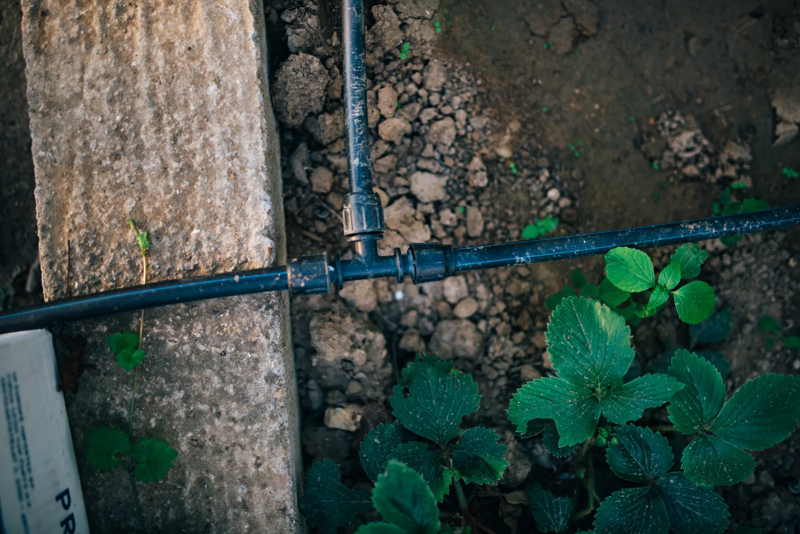 A garden showcases a newly set up watering system with black pipes, surrounded by vibrant green strawberry plants growing in rich, dark soil. Careful arrangement supports healthy growth.