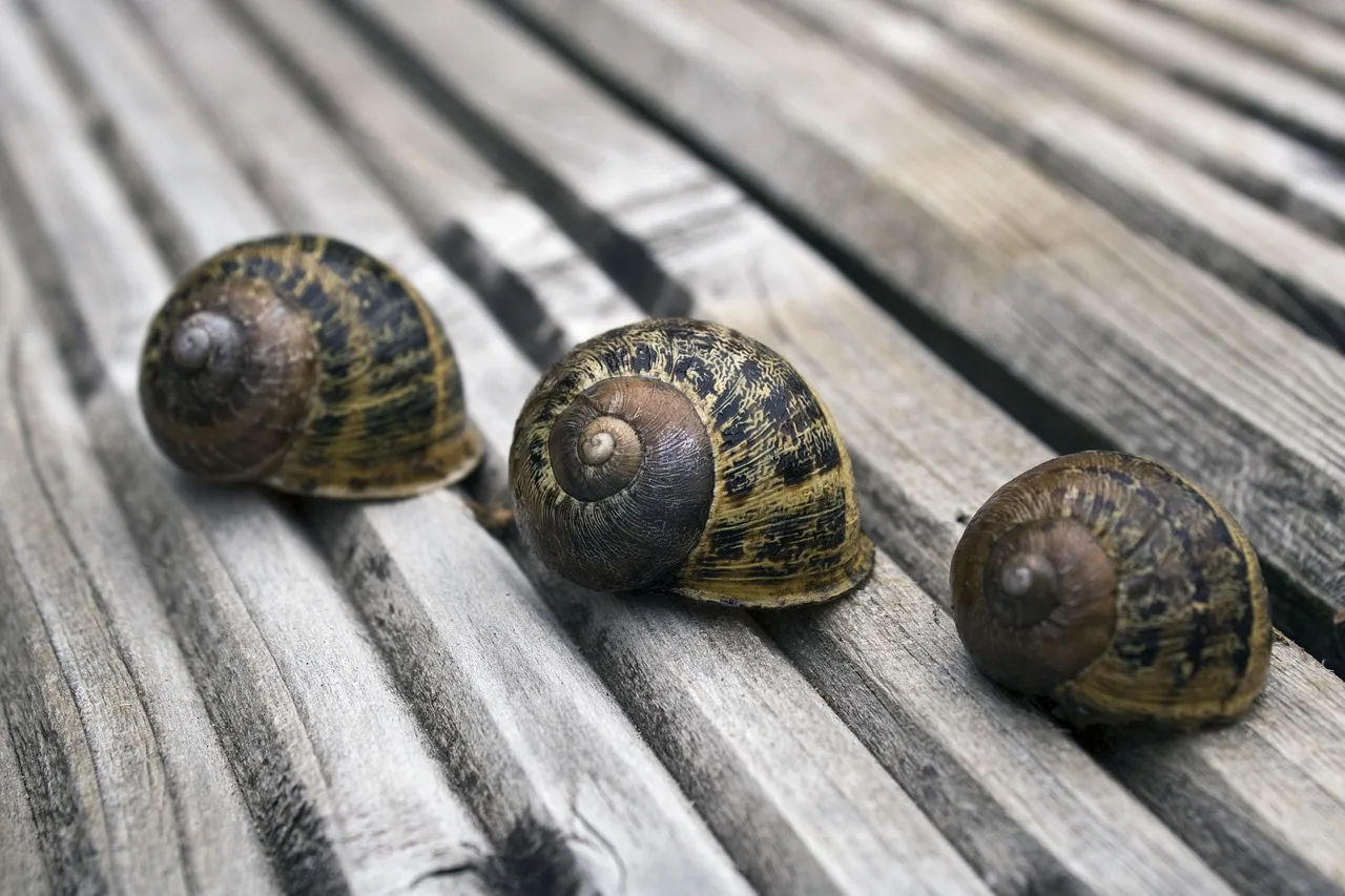 ślimak, mollusk, powłoka, reptile, slowly, summer, housing snail, snail shell, natura, spirala, snail garden, garden dweller, shades of brown, makro