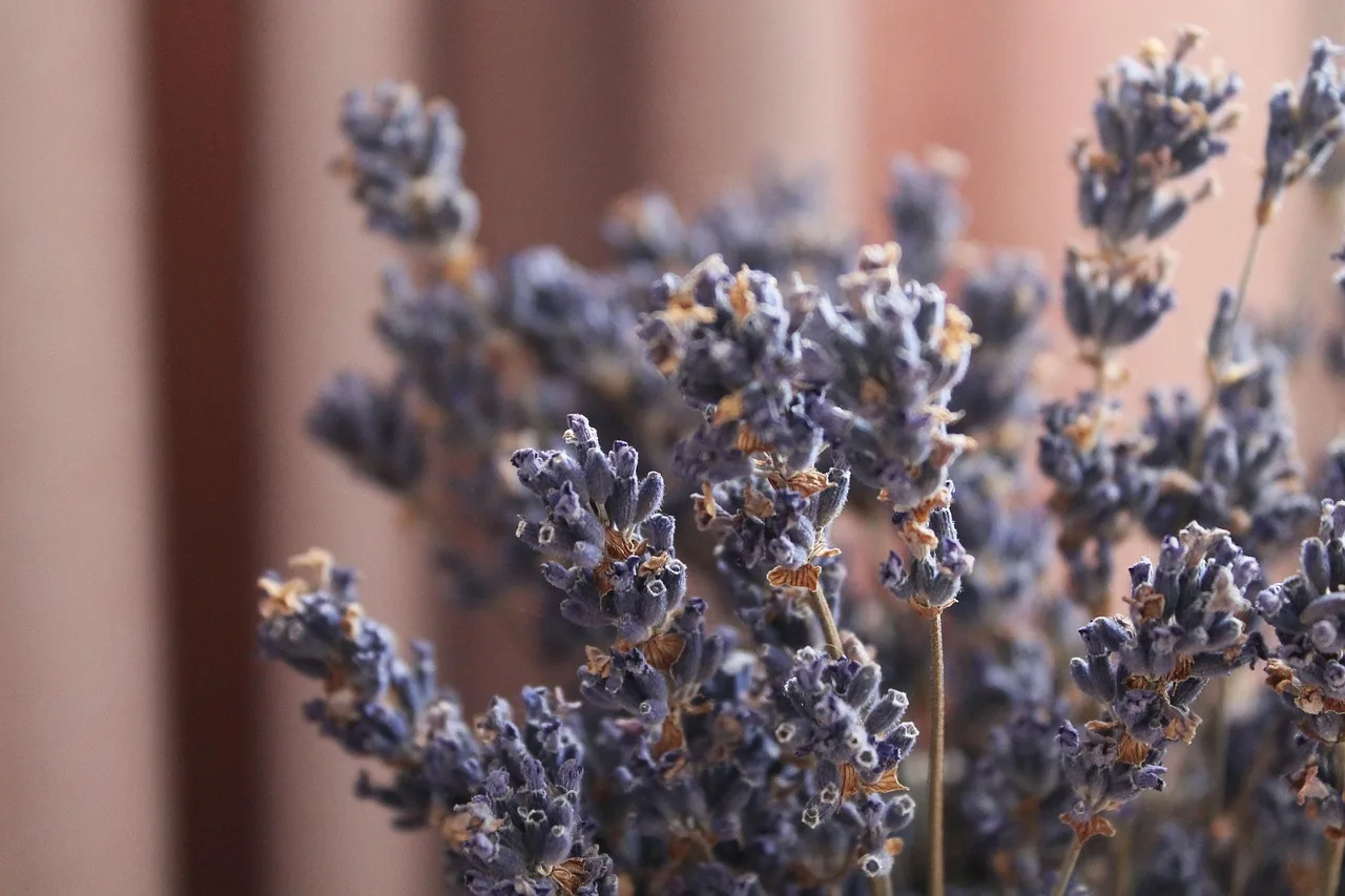 makro, lavender, herbs