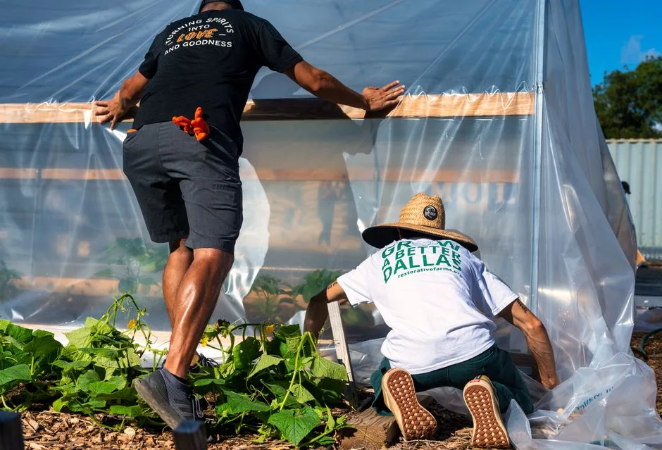 Two gardeners setting up a transparent greenhouse outdoors with leafy plants visible beneath.