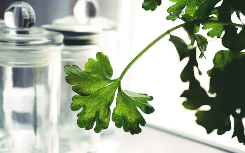 Przechowuj zioła tydzień dłużej - 5 trików na aromat