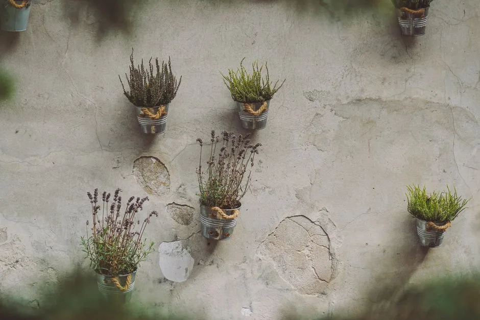 Charming wall with pots of plants adding a rustic touch in Kraków, Poland.