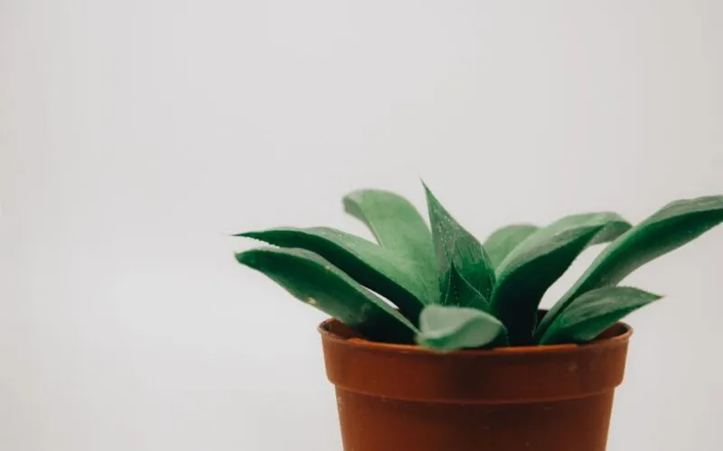 Zainspiruj się naturą: 10 roślin, które zmienią charakter Twojego mieszkania