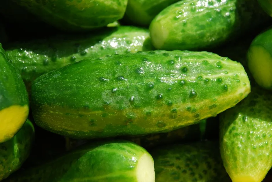 Vibrant green cucumbers showcasing freshness and texture in sunlight.