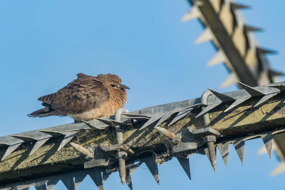 Kolce na ptaki jak montować? Kompletny Poradnik Krok po Kroku