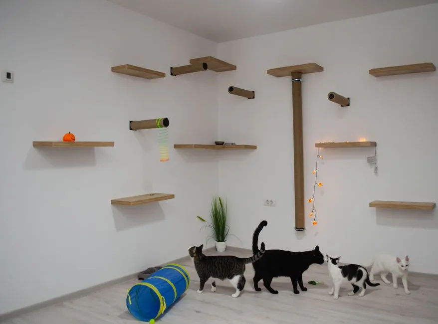 Półki dla Kota DIY: 7 Genialnych Pomysłów na Koci Parkour