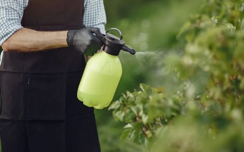 Naturalne sposoby na mszyce w ogrodzie - 5 domowych oprysków, które działają