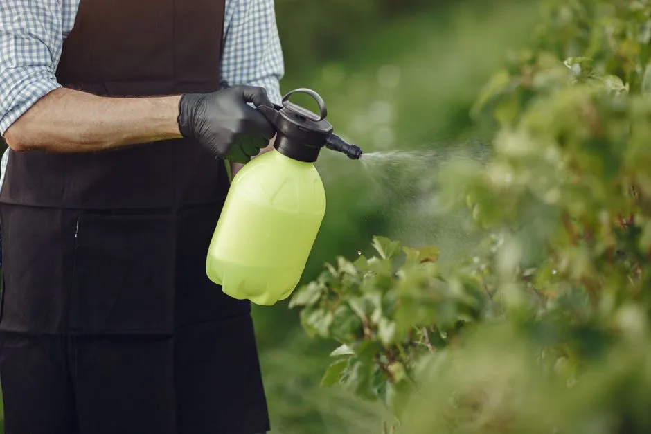 Naturalne sposoby na mszyce w ogrodzie - 5 domowych oprysków, które działają