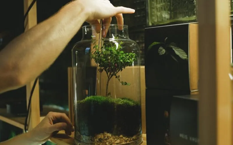 Las w Słoiku DIY: Kompletny Poradnik Krok po Kroku