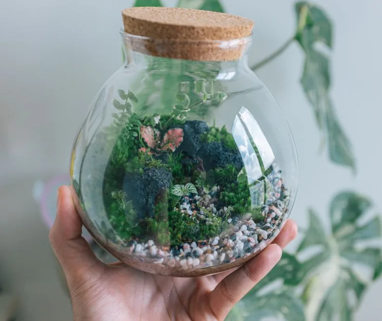 Close-up of a lush terrarium in a glass jar, showcasing handcrafted botanical art.