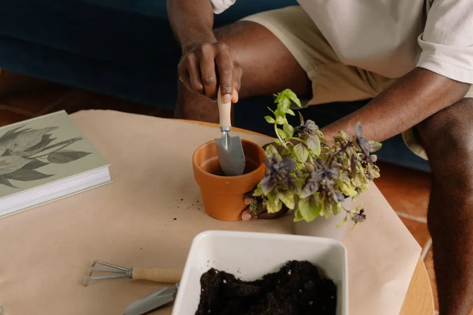 A man carefully planting basil in a terracotta flowerpot using a trowel indoors.