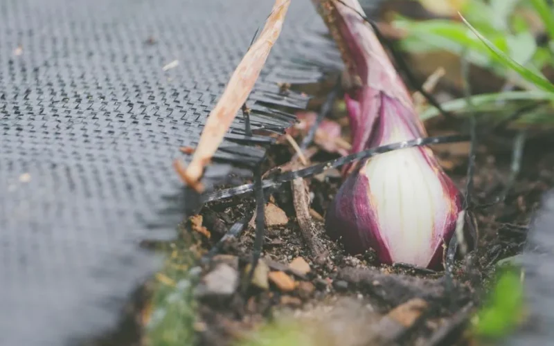 Red onion bulb growing in the garden soil, focus on its natural texture.