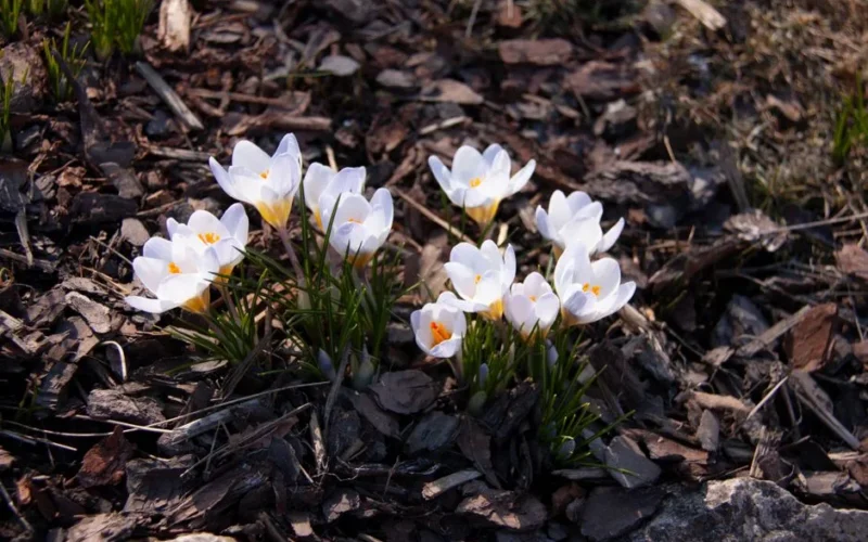 A cluster of white crocuses blooming amidst natural mulched ground, signaling the arrival of spring.