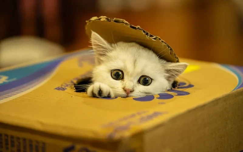 Adorable white kitten peeking out of a cardboard box with playful eyes.