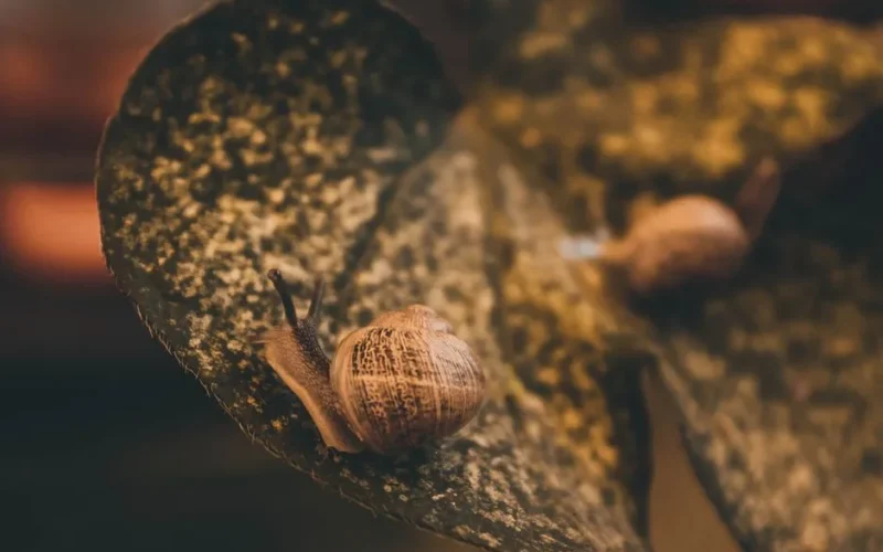 Detailed view of snails on a leaf, showcasing their natural habitat and environment.