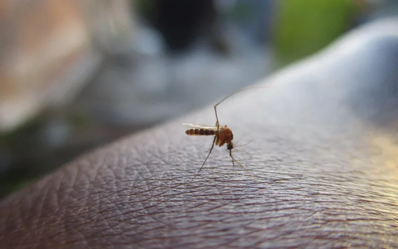 Inspiracje na naturalne repelenty na komary i kleszcze do ogrodu - 5 sprawdzonych roślin i olejków
