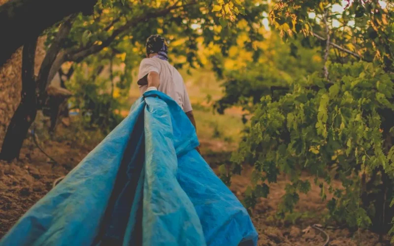 A man walks through a forest carrying blue fabric, creating a serene natural scene.