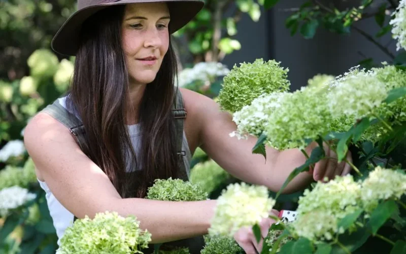 Woman pruning hydrangeas in a lush summer garden, perfect for outdoor lifestyle concepts.