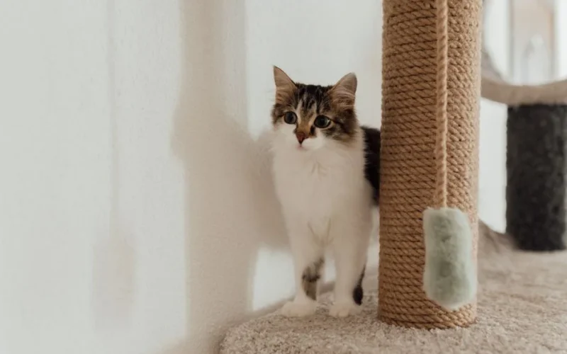 Adorable domestic cat standing beside a rope scratching post in a cozy indoor setting.