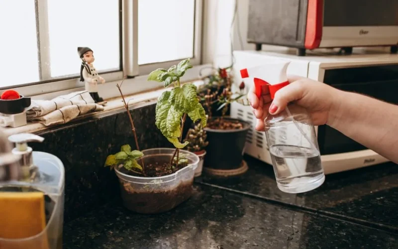 Kompletny Zielnik DIY: 10 Roślin, Które Musisz Mieć w Domu