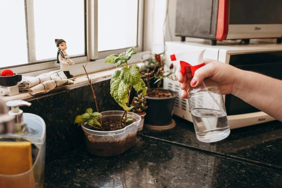 Kompletny Zielnik DIY: 10 Roślin, Które Musisz Mieć w Domu