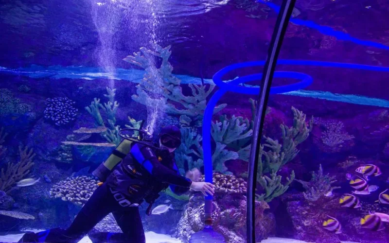 A scuba diver cleans an aquarium reef tank with colorful coral and fish, showcasing underwater maintenance.