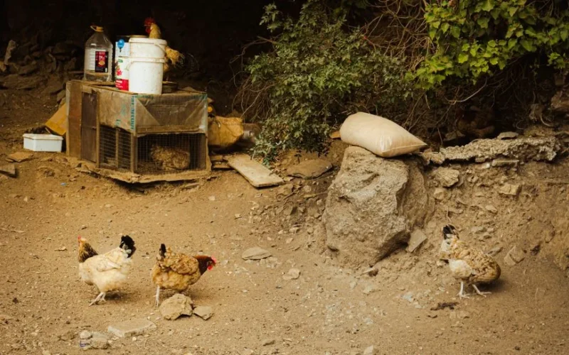 A rustic chicken coop with wandering hens in a rural outdoor setting, showcasing farm life.