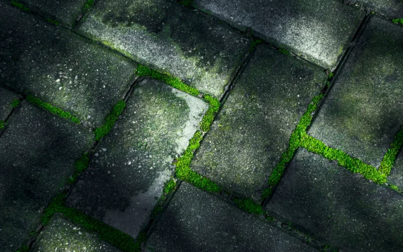 Detailed view of moss growing between paving stones with light and shadow effect.