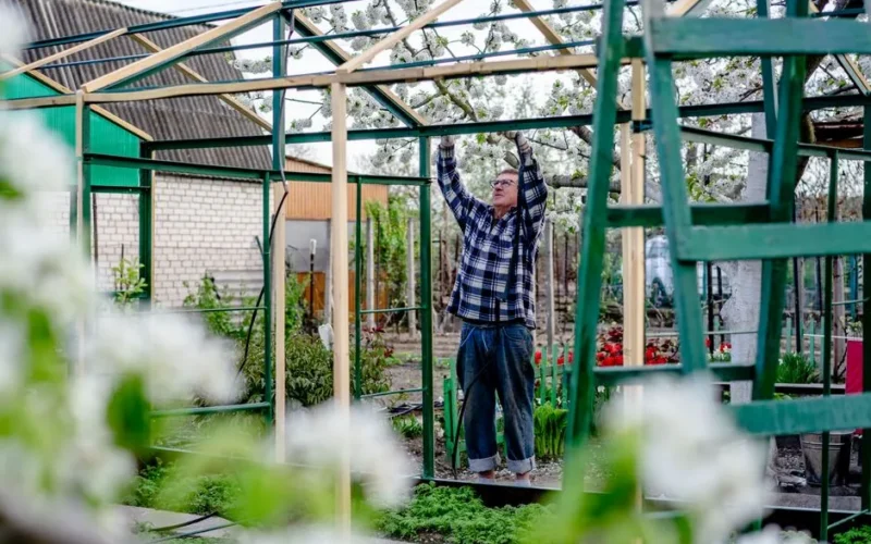 A man constructs a greenhouse surrounded by spring blossoms in Ukraine.