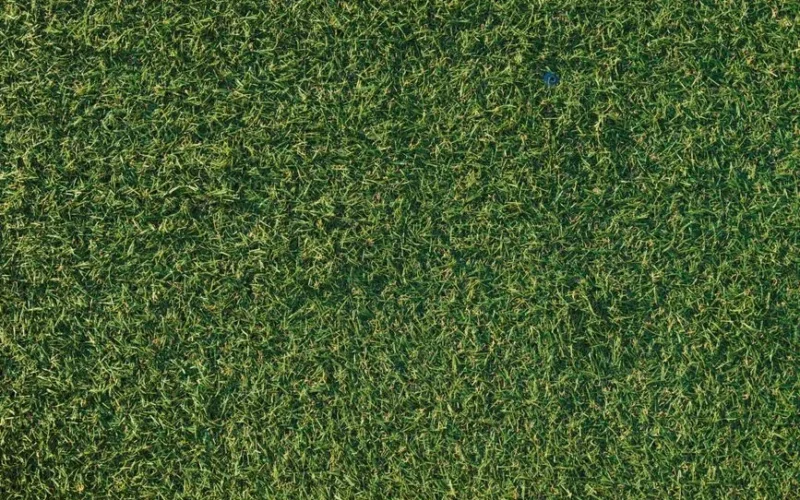 Detailed shot of lush, green artificial grass with a natural look.