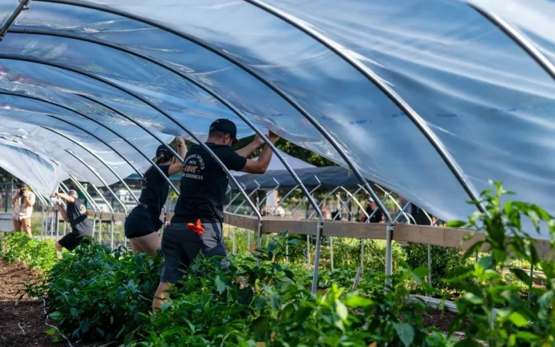 Workers set up a greenhouse tunnel on a farm, preparing for plant growth.