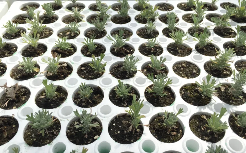 In June 2015, BLM Idaho State Director Tim Murphy and Associate State Director Peter Ditton joined other BLM employees, along with members of the Shoshone-Paiute Tribe for a work day at the Duck Valley Reservation. About 20 volunteers installed weed barrier, spread over 100 bags of sand and placed pavers to create a permanent floor in one of the on-site greenhouses. This greenhouse is one of three built through a cooperative agreement with the Tribe and BLM. Since 2006, BLM has been partnering with southern Idaho’s Shoshone-Paiute Tribe to help meet a critical need for native plant seedlings in the State. These greenhouses are used to grow native plants for restoration and rehabilitation of sage-steppe habitat on public lands devastated by wildfire. About 50,000 Wyoming Big Sage seedlings are currently growing in the greenhouses and the recently added floor space will double the greenhouse’s growing capacity. The partnership fulfills BLM’s mandate to use native plant materials in rehabilitation projects and provides an excellent hands-on classroom for Shoshone-Paiute students. Located near schools, these greenhouses make it convenient for students to play an active role in greenhouse management and production and gain valuable horticultural experience. “I’m very proud of BLM’s partnership, hard work and sweat equity in developing these greenhouses, hauling soil and sharing horticultural practices with tribal youth. This work ensures we have a steady supply of seedlings for restoring sage-steppe in southern Idaho, particularly in areas that are vulnerable to cheatgrass invasion,” said BLM Idaho State Director Tim Murphy. The greenhouses have helped meet a growing need for plant restoration materials in Idaho that intensified following the 2007 Murphy Complex fires that burned 653,000 acres in southern Idaho and Nevada. It was the largest wildfire in Idaho since the 1910 fires. The resulting Emergency Stabilization and Rehabilitation (ES&R) project was massive. In 2008, BLM planted about 1.2 million pounds of seed, provided by the Shoshone-Paiute Tribe. Greenhouse coordinator and Natural Resource Specialist Susan Filkins is proud to have a role in this partnership. “I think it’s important for the Tribal kids to understand what they are growing has a greater impact on the rangelands around them,” Filkins said. The large-scale germination process used at the greenhouses has been modernized thanks to a vacuum needle seeder purchased through the cooperative agreement. The seeder ensures more accurate seed germination, increases the likelihood that more seedlings will be produced and wastes less seed than traditional manual seeding. BLM Idaho hopes to continue to work cooperatively with the Shoshone-Paiute tribe to enhance the availability of native-plant material for use on public lands in future years. Learn more about BLM’s commitment to the partnership with the Shoshone-Paiute Tribes: on.doi.gov/1PdEXSk. Photo by BLM Idaho.