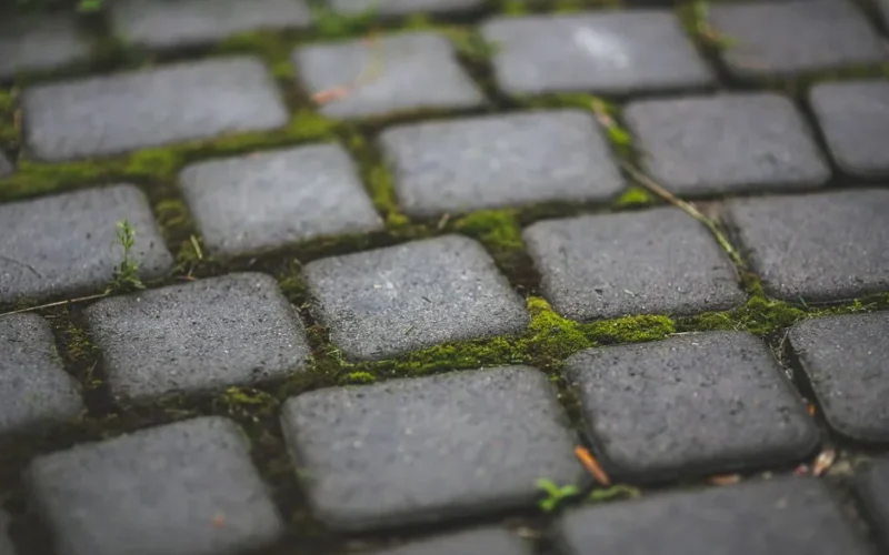 Close-up of moss growing between cobblestones on a pavement, highlighting urban nature.
