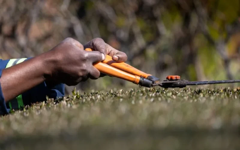 Close-up of a gardener's hands trimming bushes with orange pruning shears outdoors.