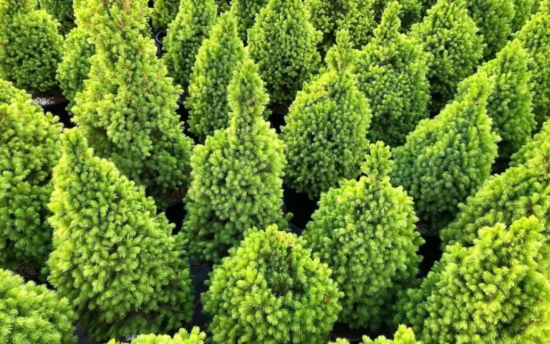 Top view of vibrant green conifers in a nursery in Chilliwack, BC, during daytime.