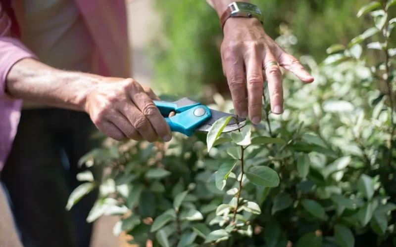 Close-up of hands pruning plants with shears in a sunny garden, showcasing gardening care.