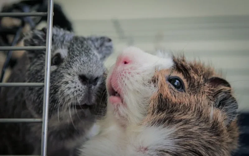 Close-up photo capturing the cute details of two fluffy guinea pigs peeking through a cage.