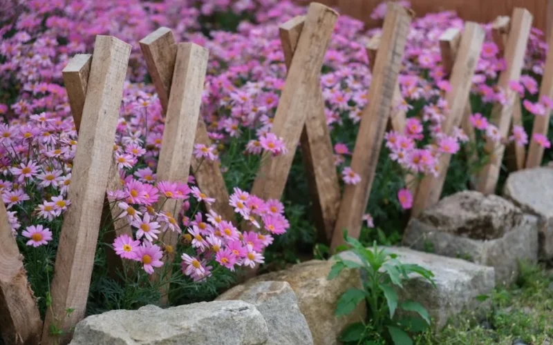 Vibrant pink daisies bloom alongside a rustic fence in Dalat, Vietnam.